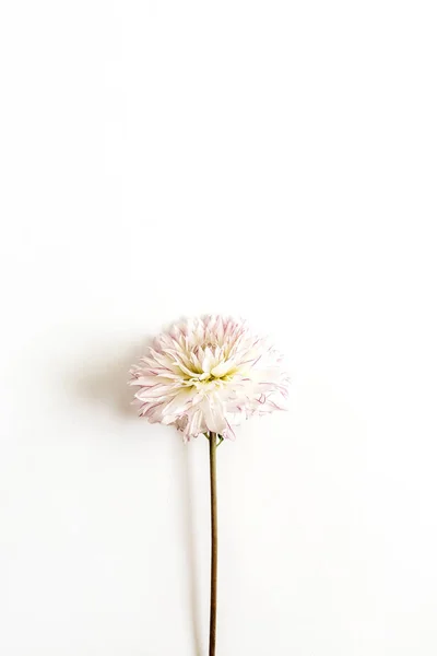 Egy Dahlia Virág Fehér Háttér Lapos Feküdt Top View — Stock Fotó