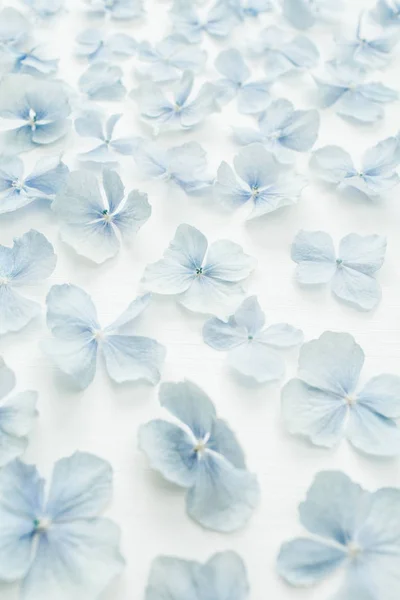 Hydrangea Flower Petals Pattern Background Flat Lay Top View — Stock Photo, Image