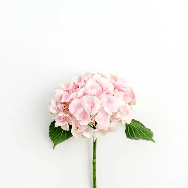 Рожева Квітка Гортензії Ізольована Білому Тлі Плоский Прошарок Вид Зверху — стокове фото