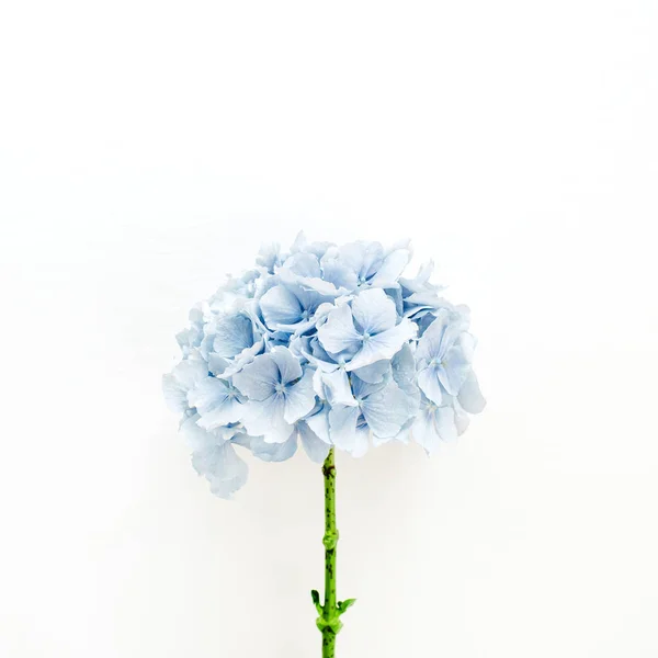 Blue Hydrangea Flower White Background Flat Lay Top View Floral — Stock Photo, Image