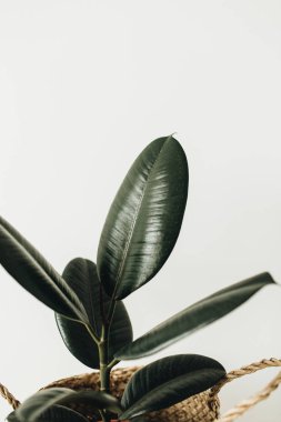 Ev bitki ficus beyaz arka plan üzerinde hasır sepet saksının içinde. En az çiçek kavramı.