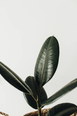 Ev bitki ficus robusta beyaz arka plan üzerinde hasır sepet içinde.