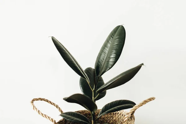 Heimpflanze Ficus Robusta Strohkorb Auf Weißem Hintergrund — Stockfoto