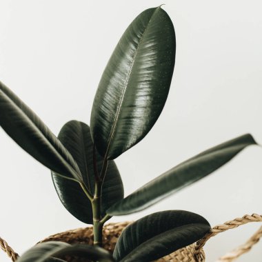 Ev bitki ficus beyaz arka plan üzerinde hasır sepet saksının içinde. En az çiçek kavramı.