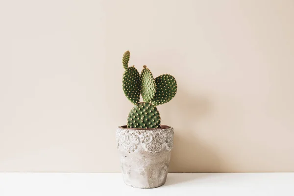 Closeup Kaktusů Květináči Béžové Pozadí Minimální Neutrální Konstrukce Interiérů — Stock fotografie