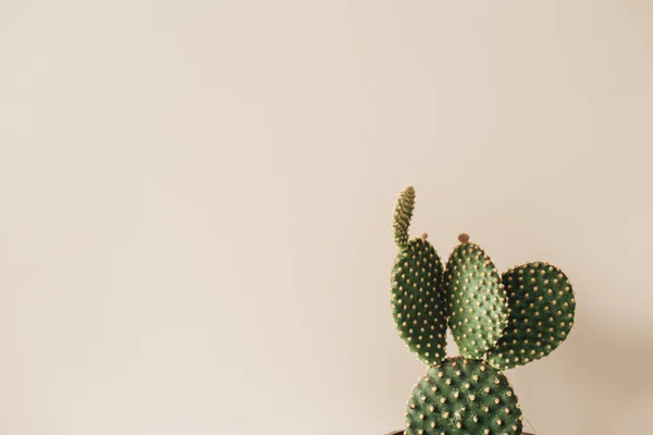Primo Piano Cactus Sfondo Beige Composizione Floreale Minima — Foto Stock