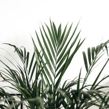 Beyaz arka planda palmiye yapraklarının kapatılması.