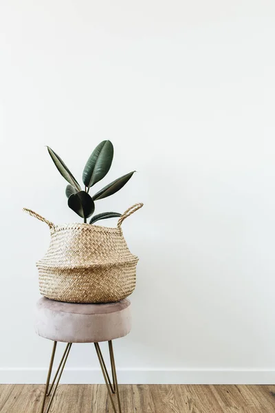 Inicio Planta Ficus Elastica Robusta Bolsa Paja Sobre Taburete Sobre — Foto de Stock