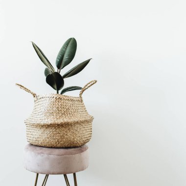 Ev bitki ficus elastica robusta beyaz arka plan üzerinde dışkı üzerinde saman torba içinde. Minimal modern iç tasarım.