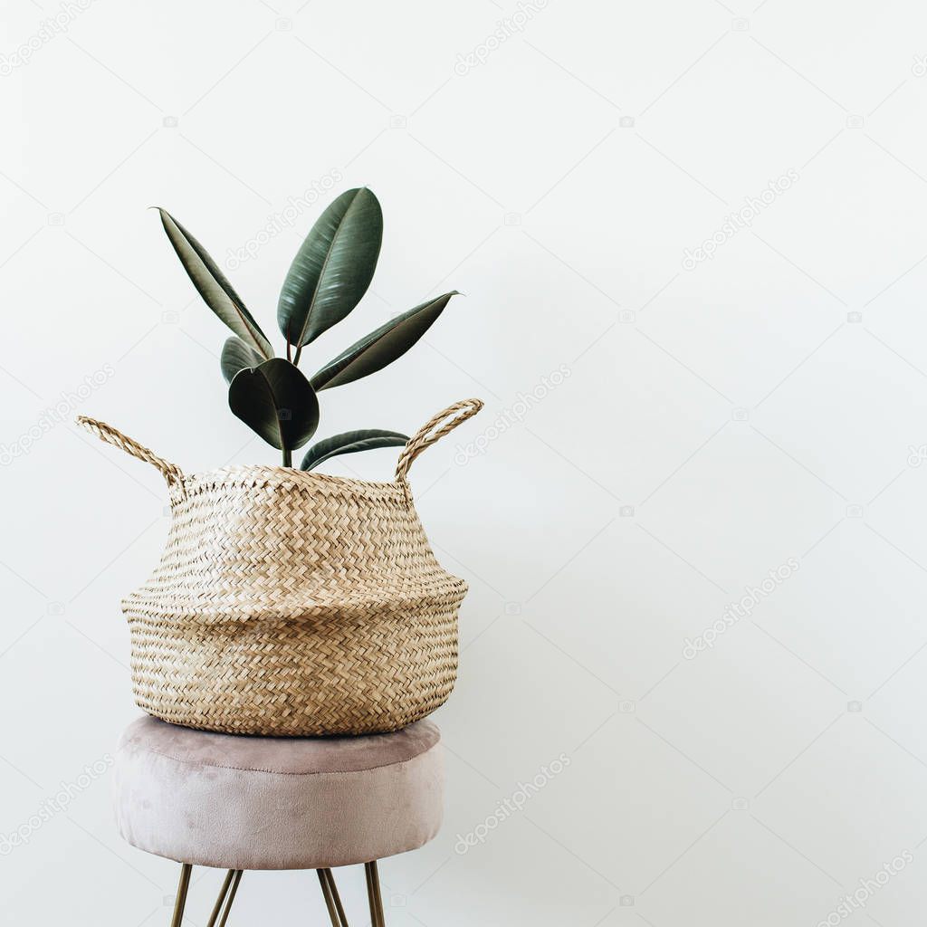 Home plant ficus elastica robusta in straw bag on stool on white background. Minimal modern interior design.