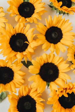 Beyaz arka planda sarı ayçiçeği tomurcukları deseni. Düz yatıyordu, üst görünüm yaz çiçek kompozisyon.