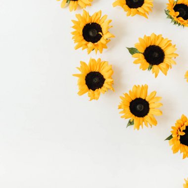 Beyaz arka planda ayçiçeği deseni. Düz yatıyordu, üst görünüm kahraman başlığı blog.