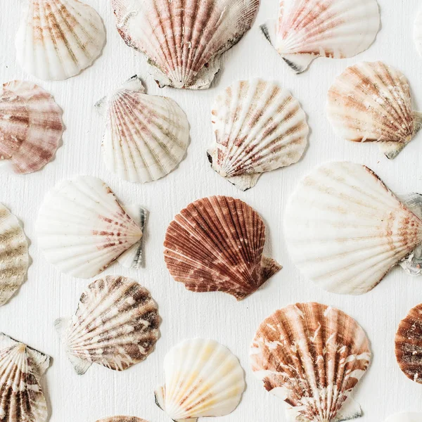 Sea shells pattern on white background. Flat lay, top view minimal scallop texture.