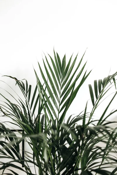 Closeup Palm Leaves White Background — Stock Photo, Image