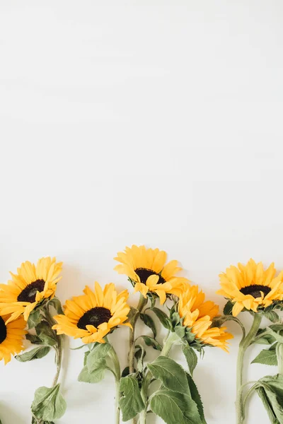 Sunflowers on white background. Flat lay, top view minimal floral composition.