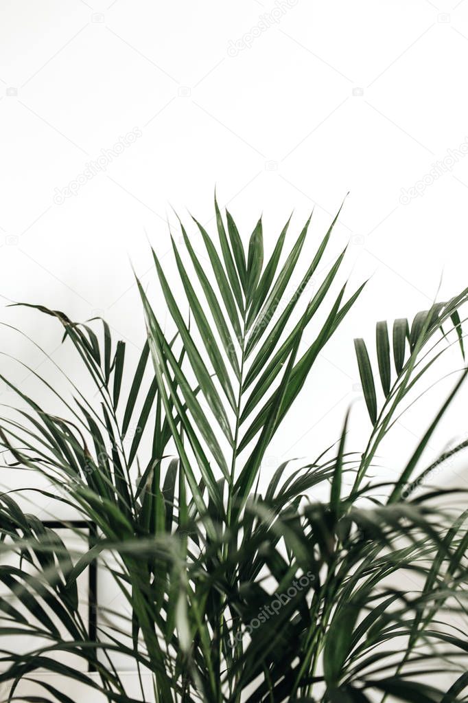 Closeup of palm leaves on white background.