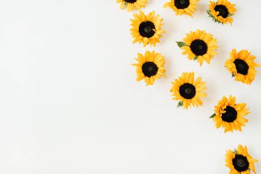 Beyaz arka planda ayçiçeği. Düz yatıyordu, üst görünüm kahraman başlığı blog.