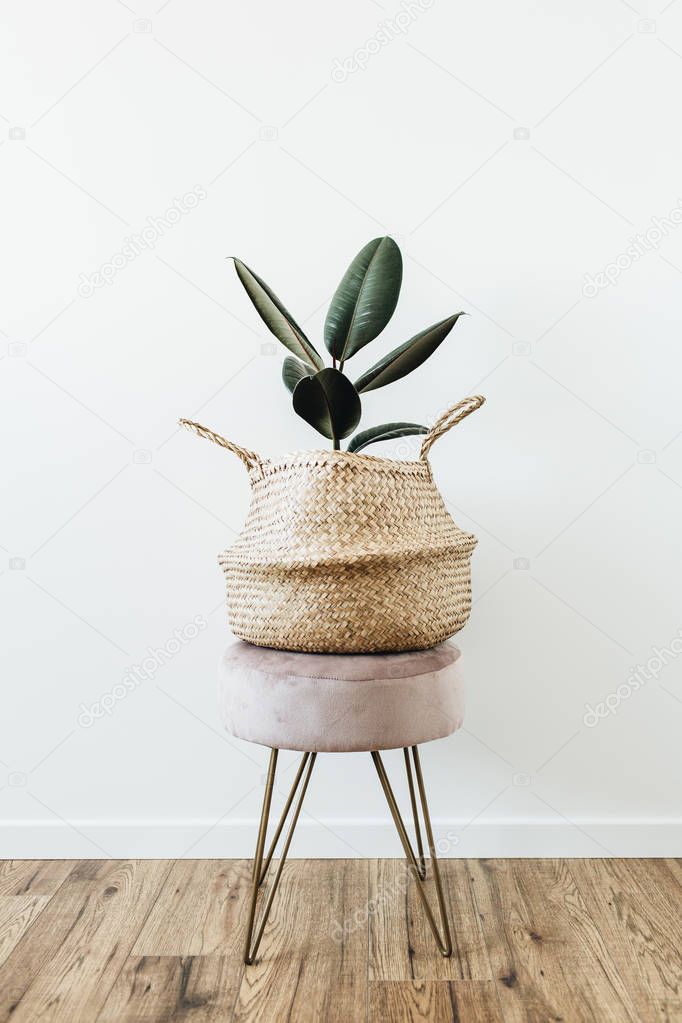 Home plant ficus elastica robusta in straw bag on stool on white background. Minimal modern Scandinavian interior design decoration.