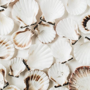 Beyaz arka planda deniz kabukları deseni. Düz yatıyordu, üst görünümü minimal tarak dokusu.