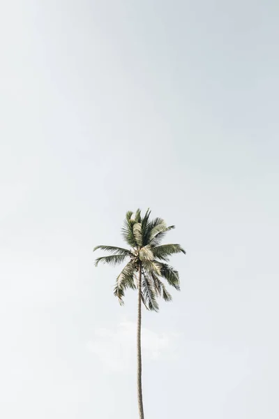 하늘에 외로운 하나의 이국적인 코코넛 야자수 배경입니다 태국의 — 스톡 사진