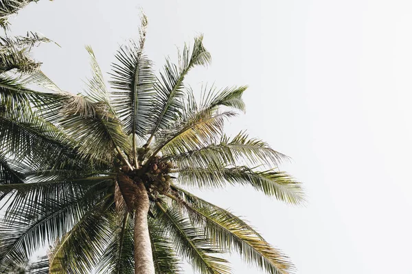 Des Cocotiers Verts Contre Ciel Blanc Papier Peint Isolé Minimal — Photo