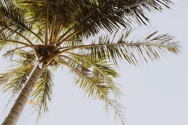 Zomer Tropische Palmboom Tegen Witte Hemel Retro Vintage Afgezwakt Behang — Stockfoto