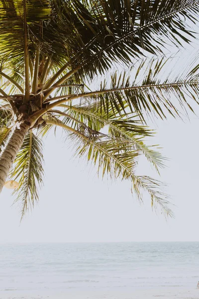 Palmier Tropical Vert Sur Belle Plage Avec Mer Bleue Concept — Photo