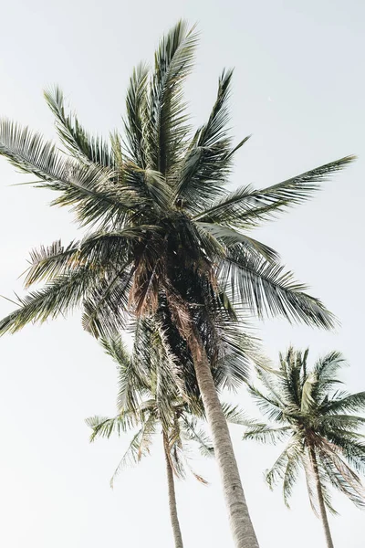 Été Exotique Tropical Cocotier Palmier Contre Ciel Bleu Neutre Fond — Photo