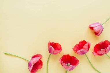 Pastel arka planda renkli lale çiçekleri. Düz yatıyordu, üst görünüm minimal yaz çiçek desen kompozisyon.