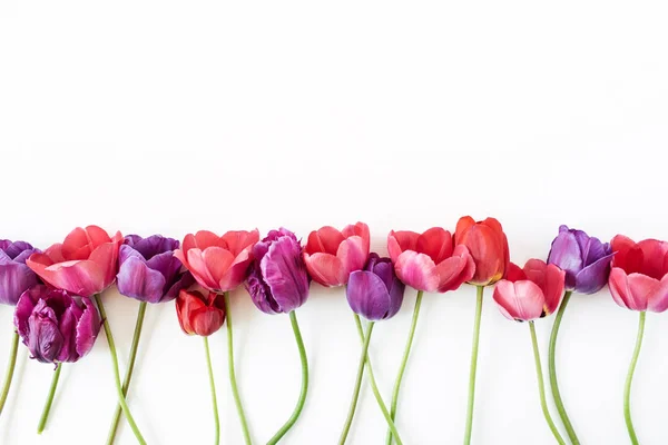 Coloridas Flores Tulipán Sobre Fondo Blanco Puesta Plana Vista Superior — Foto de Stock