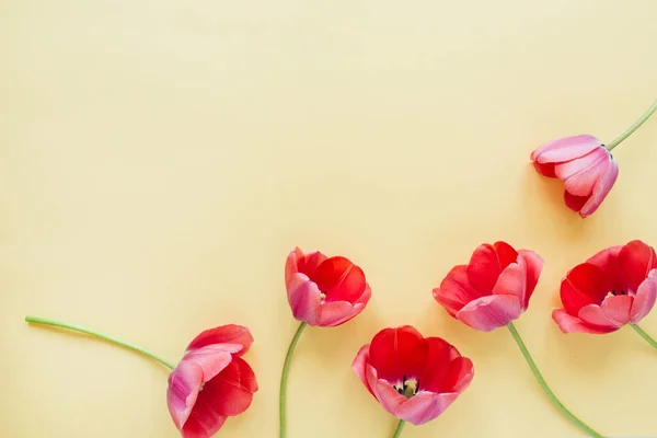 Coloridas Flores Tulipán Sobre Fondo Pastel Puesta Plana Vista Superior — Foto de Stock