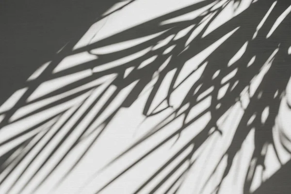 Composição Floral Neutra Com Silhueta Tropical Ramo Palma Flat Lay — Fotografia de Stock