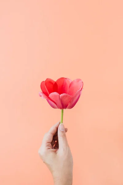 Female hands holding tulip flowers bouquet on living coral background. Flat lay, top view summer floral concept.