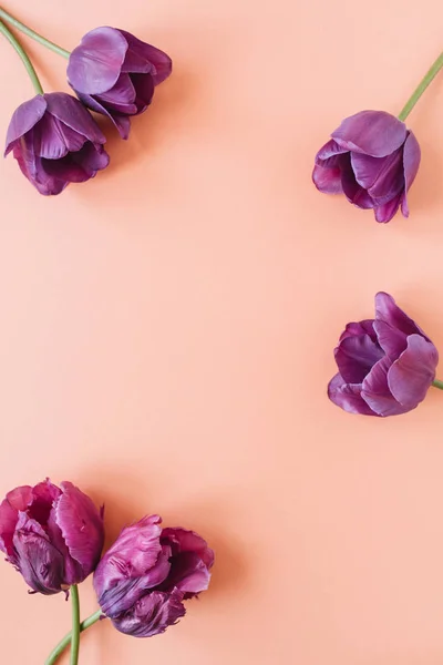 Круглый Венок Раме Копирует Пространство Фиолетовые Цветы Тюльпана Живом Коралловом — стоковое фото