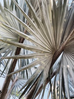 Güzel tropikal egzotik palmiye ağacı. Minimalist doğal desen ve soluk renklerile arka plan. Yaz veya seyahat konsepti. 