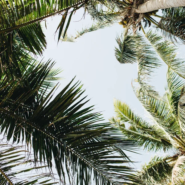 Palmiers Tropicaux Été Contre Bluesky Concept Été Sur Phuket Thaïlande — Photo