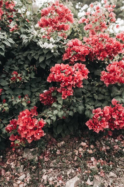 Τροπικά Όμορφα Βαθιά Κόκκινα Λουλούδια Που Ανθίζουν Στο Μεγάλο Πλούσιο — Φωτογραφία Αρχείου