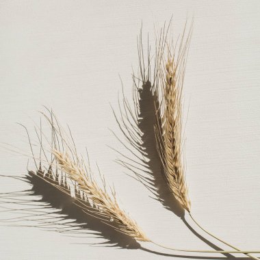 Beyaz arka planda çavdar dikenleri. Düz lay, üst görünümü organik sağlıklı vejetaryen gıda kavramı.