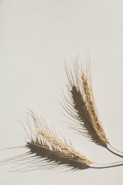 Çavdar / buğday sivri beyaz arka plan üzerinde. Düz yatıyordu, üst görünümü minimal organik sağlıklı vejetaryen gıda ve doğa konsepti.