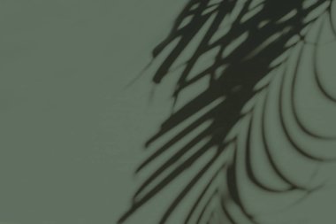 Pastel yeşil arka plan üzerinde tropikal palmiye dalı silueti ile nötr çiçek kompozisyonu. Düz yatıyordu, üst görünüm çiçekçi minimal egzotik doğa konsepti.