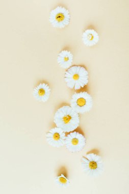 Pastel arka planda papatya çiçek tomurcukları. Düz yatıyordu, üst görünüm minimal yaz çiçek desen kompozisyon.