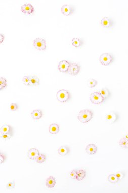 Beyaz arka planda papatya çiçek tomurcukları. Düz yatıyordu, üst görünüm minimal yaz çiçek desen kompozisyon.