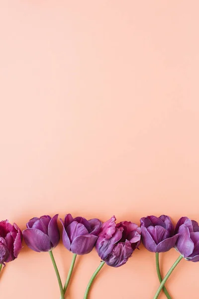 Цветочный Состав Фиолетовыми Цветами Тюльпана Живом Коралловом Фоне Плоская Вид — стоковое фото