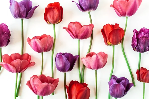 Fleurs Tulipes Colorées Sur Fond Blanc Pose Plate Vue Dessus — Photo