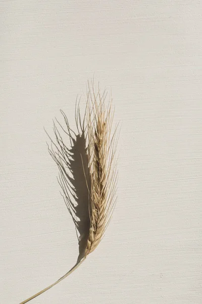 白色背景上的 Rye 小麦穗 平坦的布局 顶视图最小有机健康素食和自然概念 — 图库照片
