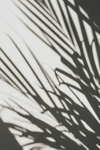 Neutral Blommig Komposition Med Tropisk Palm Filial Silhuett Flat Lay — Stockfoto