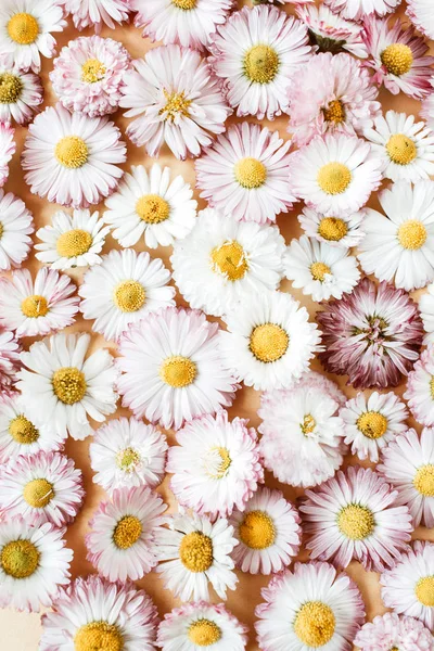 Floral Composition Daisy Chamomile Flower Buds Background Flat Lay Top — Stock Photo, Image