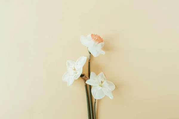 Narcissus Flowers Bouquet Pastel Background Flatlay Top View Summer Floral — Stock Photo, Image