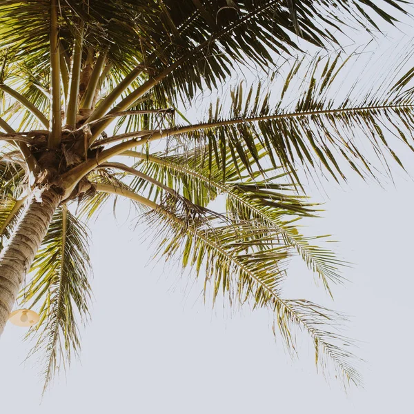 Тропічний Зелений Пальмове Дерево Красивому Пляжі Синім Морем Літня Концепція — стокове фото