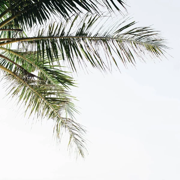 Summer Tropical Green Palm Tree White Sky Minimal Wallpaper Summer — Stock Photo, Image